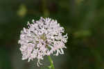 Puffballs